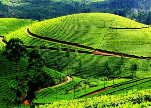 Munnar| 3 Nights & 4 Days