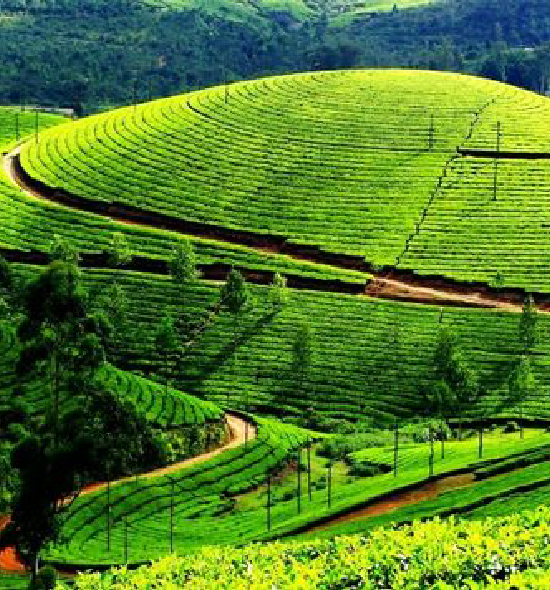 Munnar| 3 Nights & 4 Days