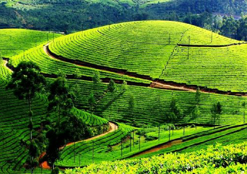 Munnar| 3 Nights & 4 Days